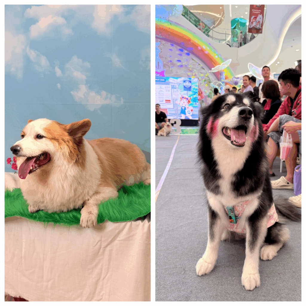 Những chú cúng thú vị trong sự kiện Saigon Pet Carnival PARC MALL