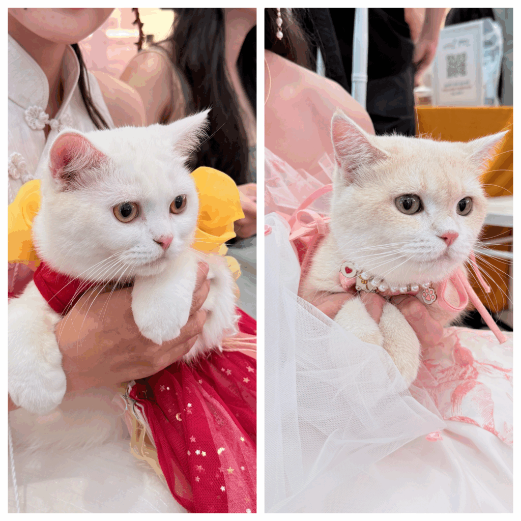 Những hoàng hậu & công chúa xinh đẹp trong Fasion Cat